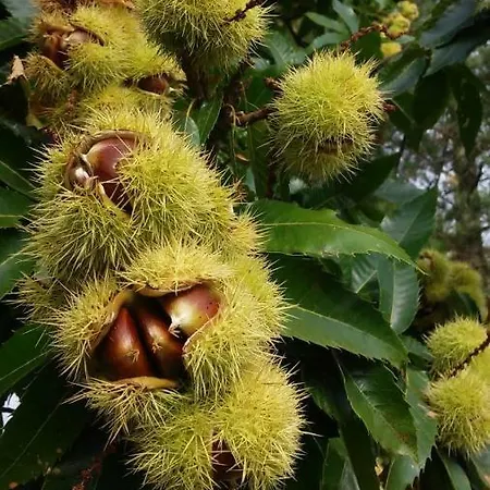 Casteljosse - Nature Calme Et Serenite Bed & Breakfast Viala-du-Tarn