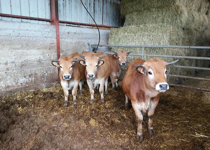Casteljosse - Nature Calme Et Serenite Отель типа 