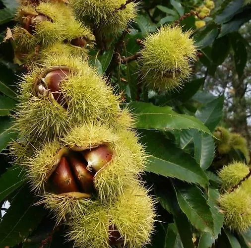 Casteljosse - Nature Calme Et Serenite Отель типа 